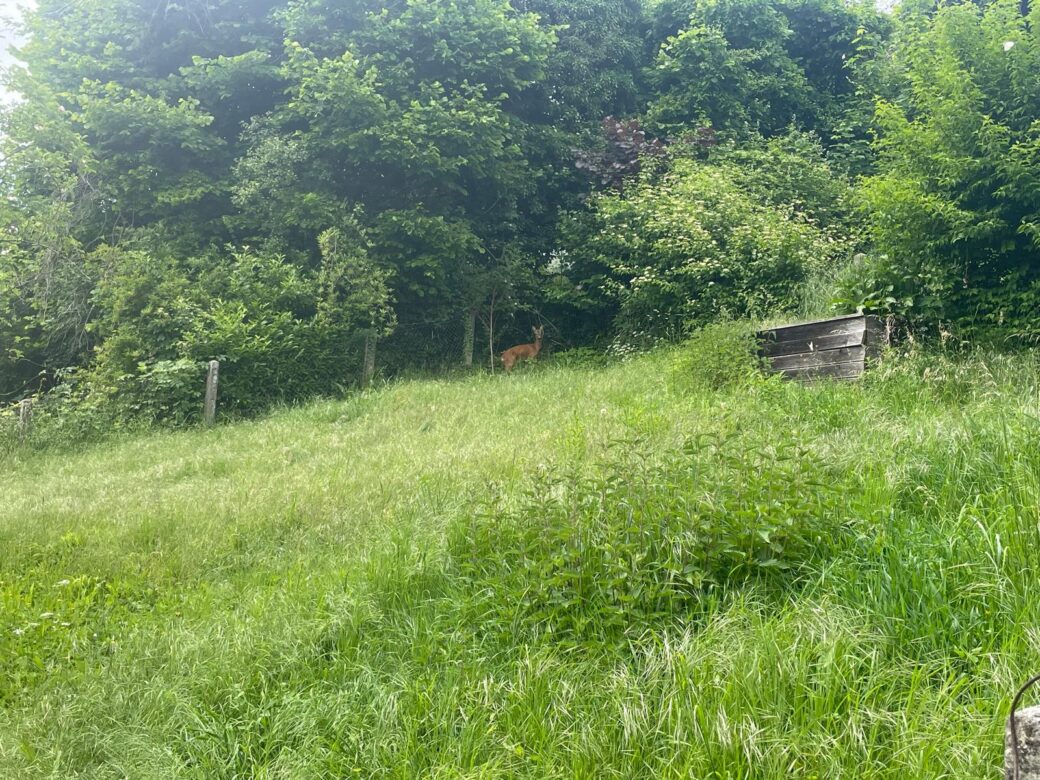 Garten1
