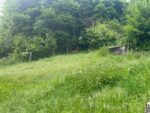 Garten1