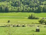 ausblick hirsch